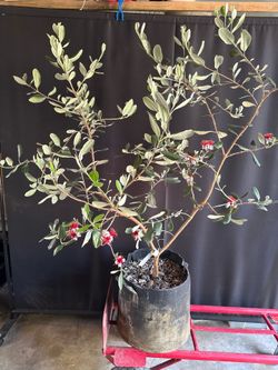 Pineapple Guava, feijoa plant (Acca sellowiana)