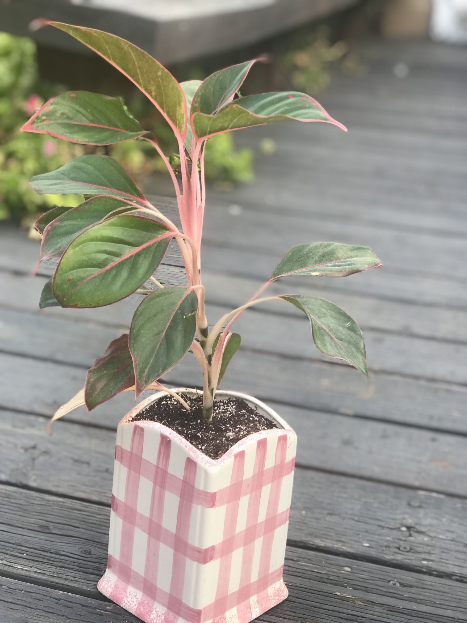 $6 Red Siam Aglaonema House Plant
