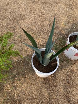 Agave Plants For Sale