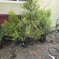 FREE Firestick Plants 