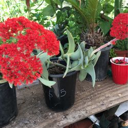 Airplane Succulents Plant 