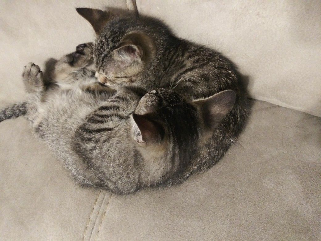 Free Kittens for Sale in San Antonio, TX - OfferUp