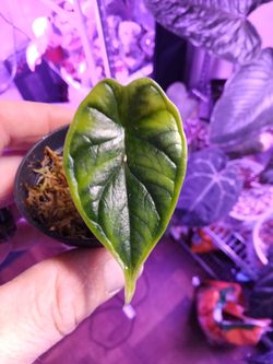 Alocasia dragon scale