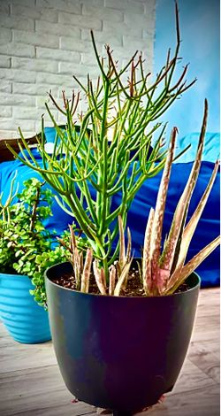 Very happy fire stick plant