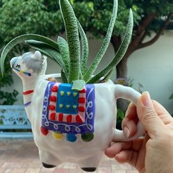 Succulent In A Cute Llama Cup