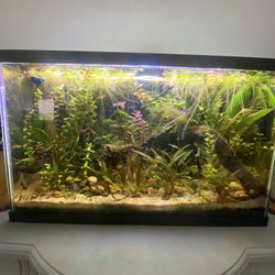 Aquarium / Fishtank