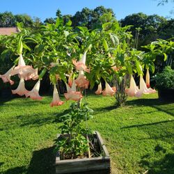 Angel's Trumpets 