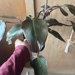 Philodendron Pink Princess 