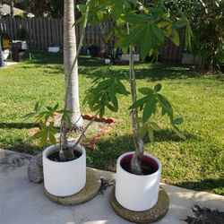 6 F. HIGH Money tree $50