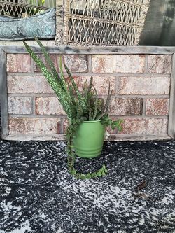 Aloe plant