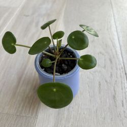 Pilea Peperomioides / Chinese Money Plant In 2.5 Inch Pot