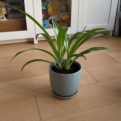 Plants For Sale
