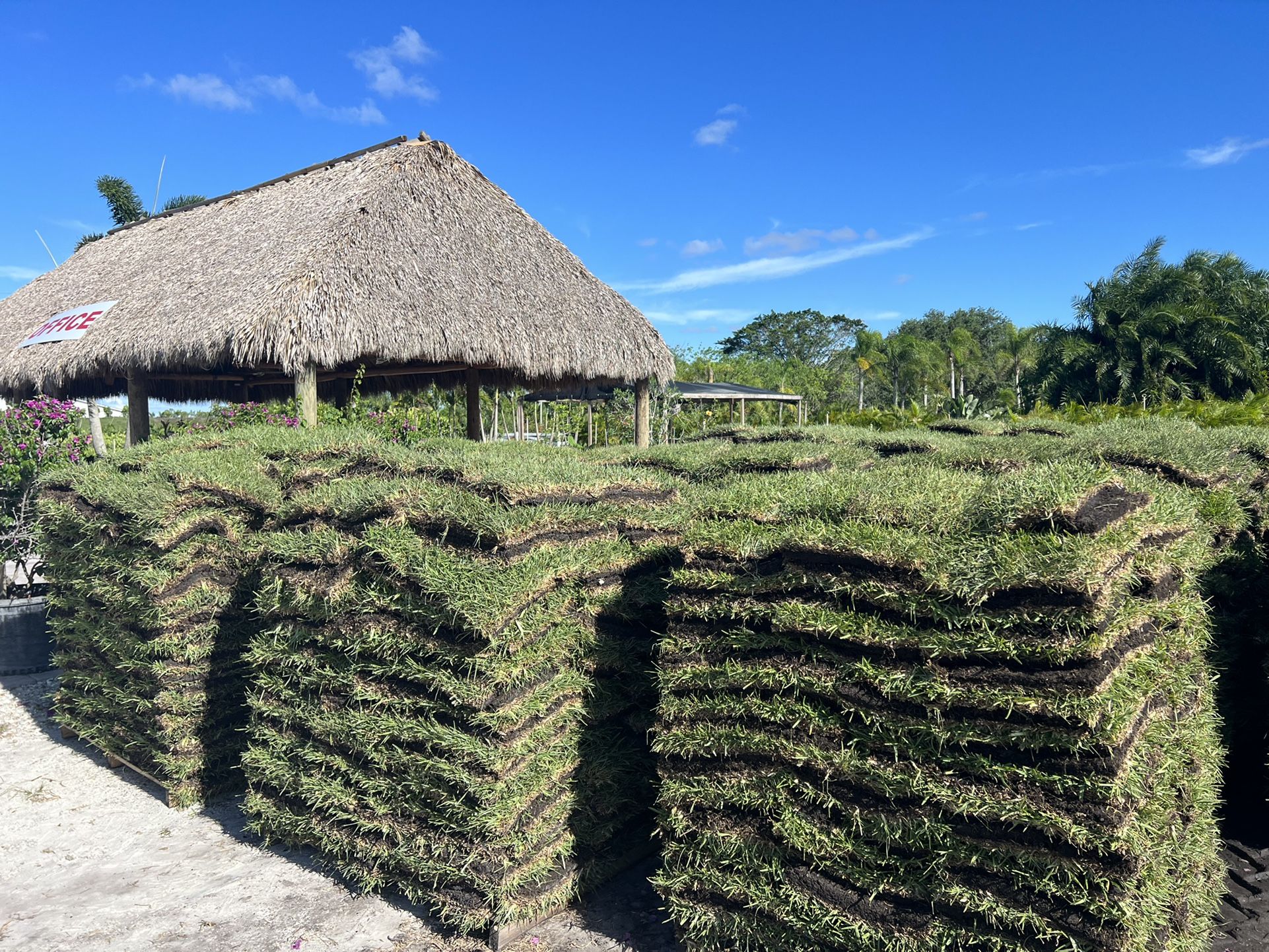 Fresh St Augustine Sod Pallets For Sale Pieces Half Pallet fresh-st-augustine-sod-pallets-for-sale-pieces-half-pallet