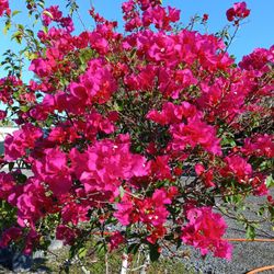 Gorgeous Bougainvillea Tree With Beautiful Blooming Pink Flowers 🌺💖 $350
