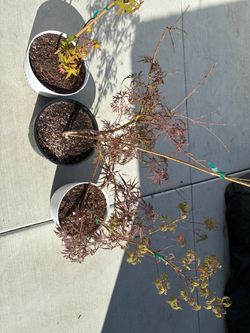 Japanese Maples