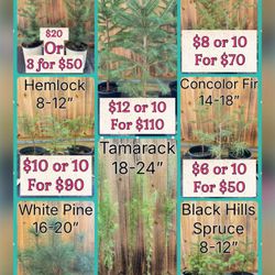 Fall Tree Sale - Spruce - Cedar - Pine - Hemlock - Tamarack