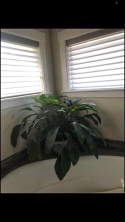 Huge plant with planter