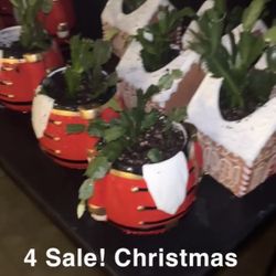 Christmas Cactus 