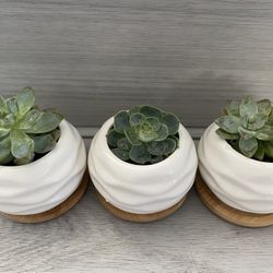 3 Set Mini Planter With Bamboo Saucer & Live Plants