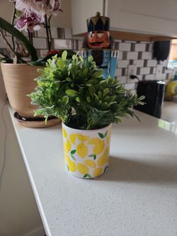 Decor plant