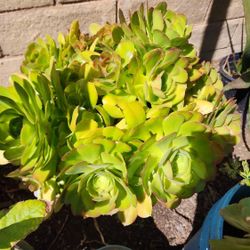 Succulents 