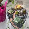 Succulents For Sale 