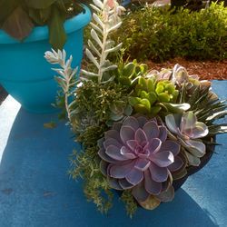 Plants -Floor/patio planter Succlent arrangement year end bargain