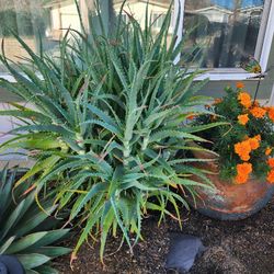 Aloe Vera Stocks *NEW PRICE*