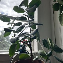 Ficus Plant