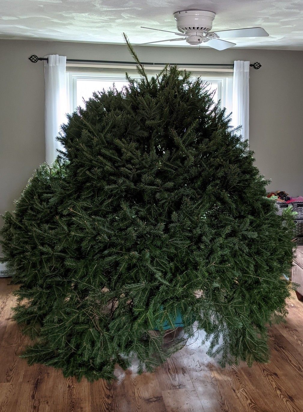 Fresh Cut Christmas Tree - 6 footer - Very Wide