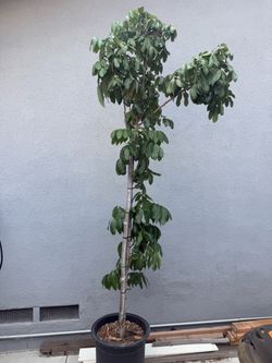 Longan tree