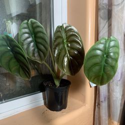 4”Alocasia Cuprea Gold Leaf Plant 