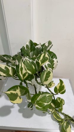 Pothos N’joy