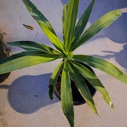 Out Door Plant 