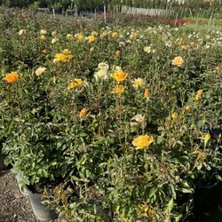 Big Rose Bush 5gallon 