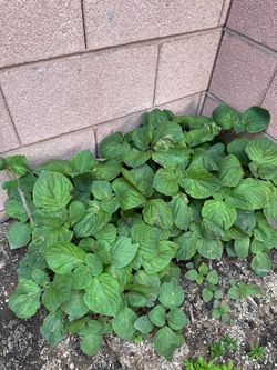 Fresh Shiso, vietnamese perilla, purple perilla plants and seeds