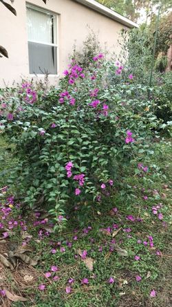 Purple Bougainvillea Bushes