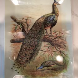 Pottery Barn Peacock Tray Pavo Muticus E Neale Melamine 15.5" x 12" (perfect condition) SEE PHOTOS)