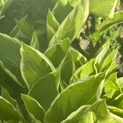 Variegated Green And White Hosta Plants-Two For $4🌻Read Full Description Below🌻