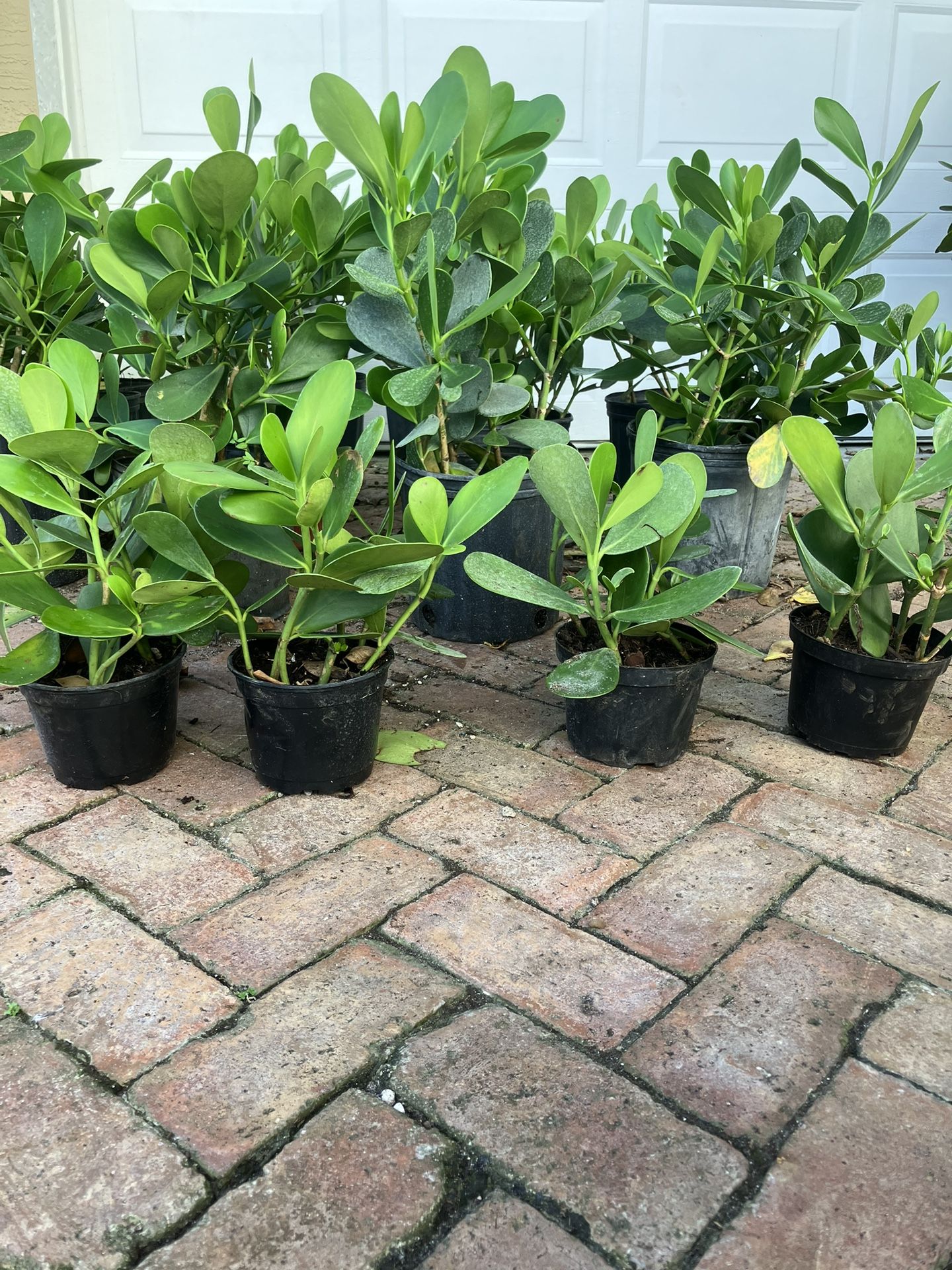 clusia Plants