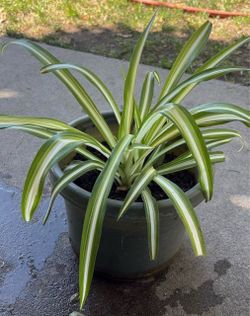 Spaider Plant