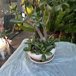 Bonsai  Jade  With Combination  Cactus 2ft  High And Ceramic Base Beautiful 