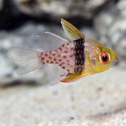 Pajama Cardinalfish pair ( Reef Decord)
