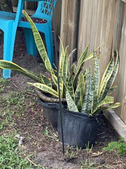 Bromeliads, Snake Plants, Plumeria. 