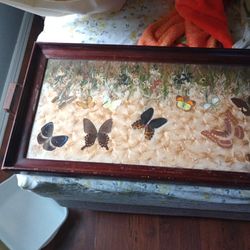 Butterfly Rectangle Tray