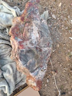 Rainbow petrified wood
