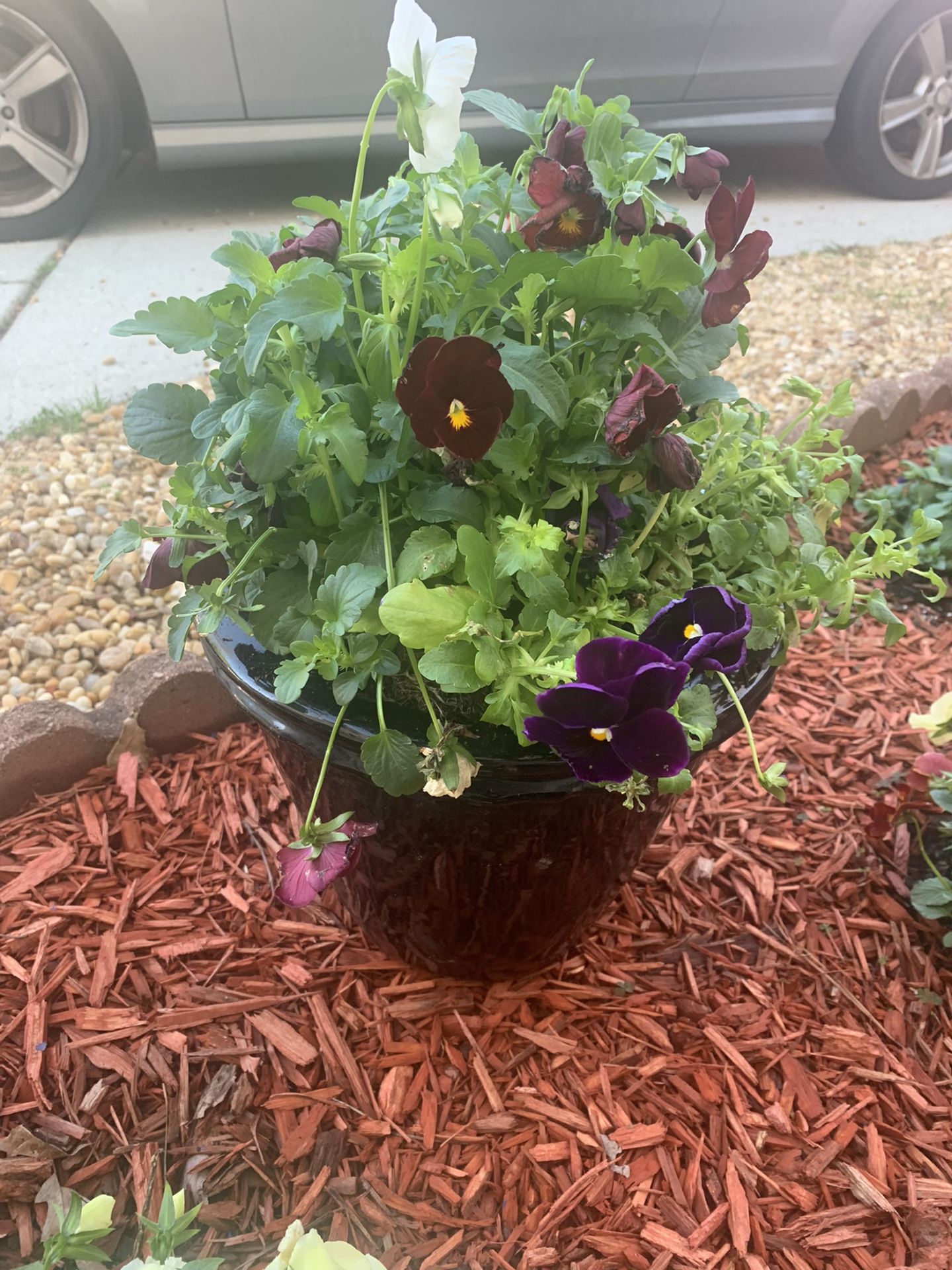 Live  flowers in black flower pot 