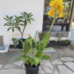 Canna Lily Cleopatra Plant.