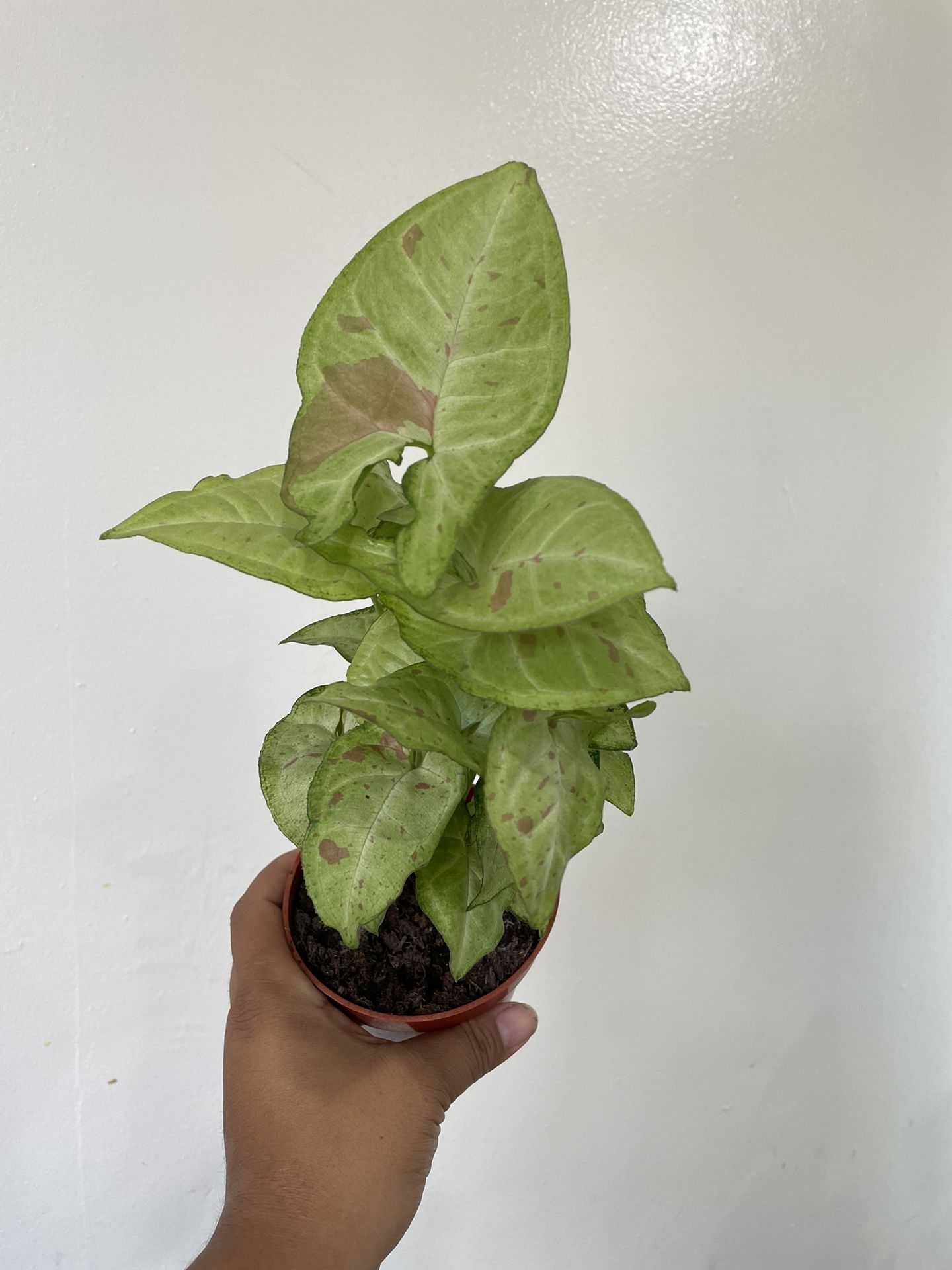 Syngonium Pink Splash