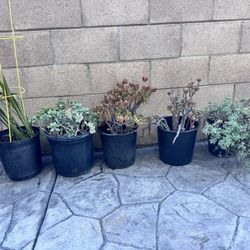 Snake Plant And Succulents 